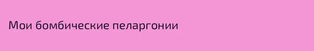  Мои бомбические пеларгонии